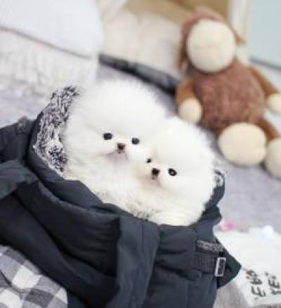 포메라니안 분양