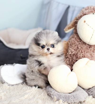 포메라니안 분양