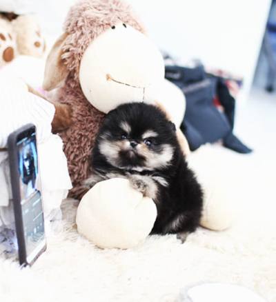 포메라니안 분양