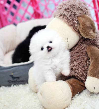 포메라니안 분양