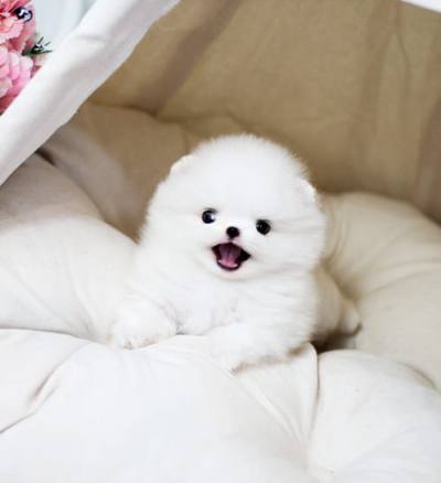 포메라니안 분양