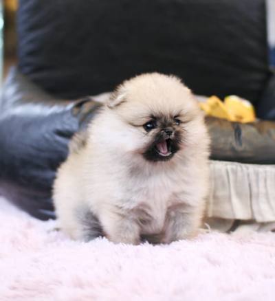포메라니안 분양