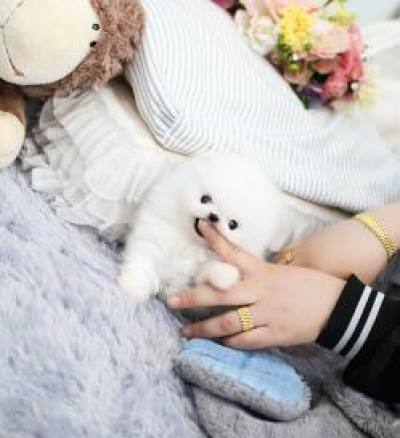 포메라니안 분양