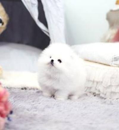 포메라니안 분양