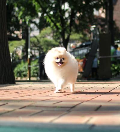포메라니안 분양