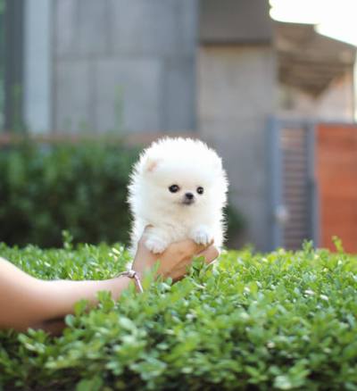 포메라니안 분양