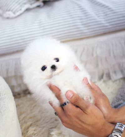 포메라니안 분양