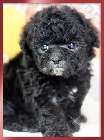 실버 푸들 분양