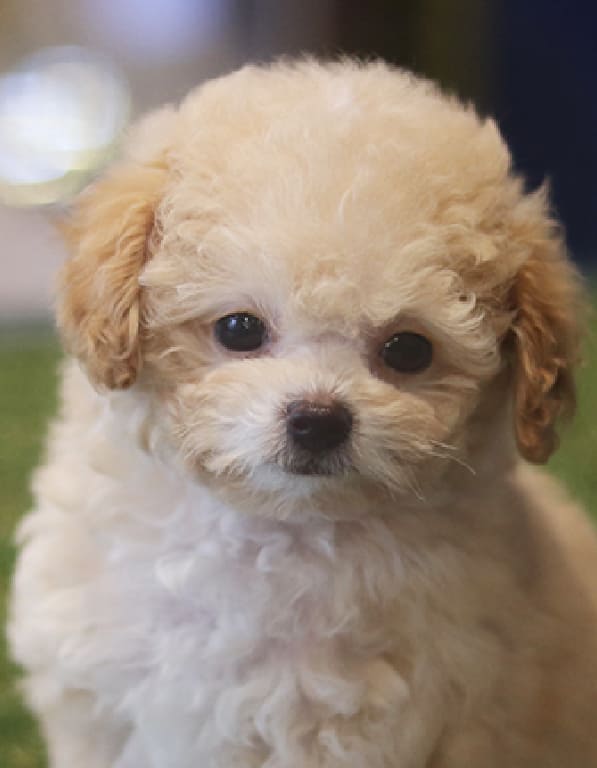 크림 푸들 분양