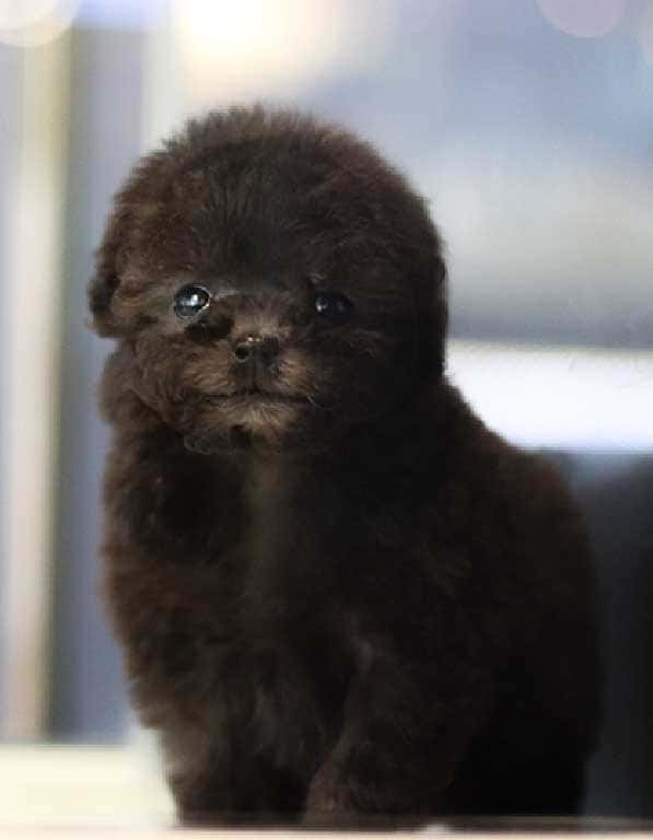 실버 푸들  분양