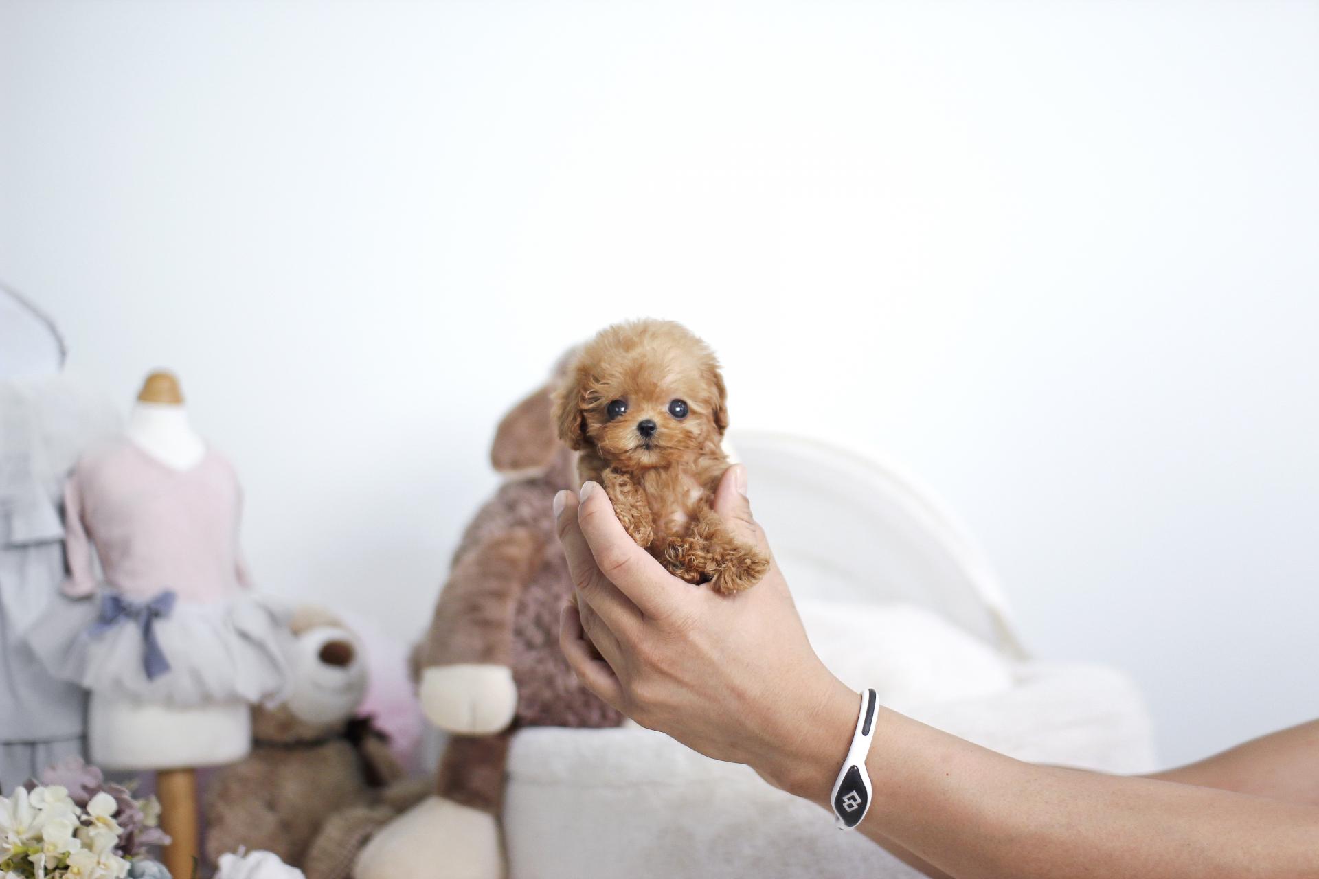 토이 푸들 분양