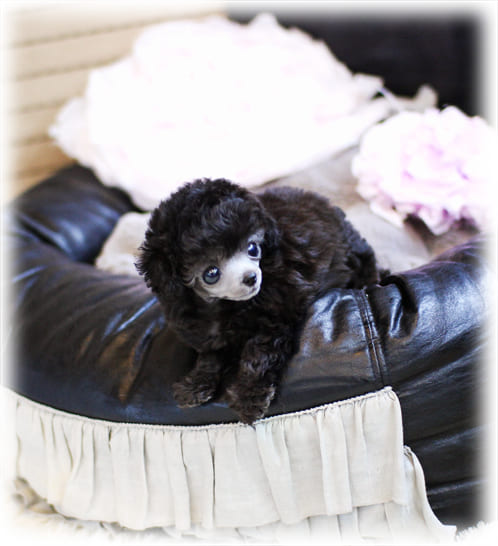 토이 푸들 분양