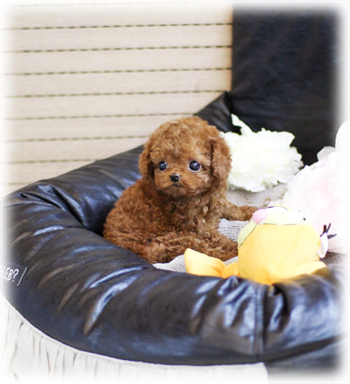 토이 푸들 분양