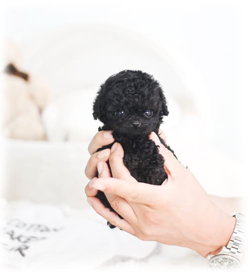 토이 푸들 분양