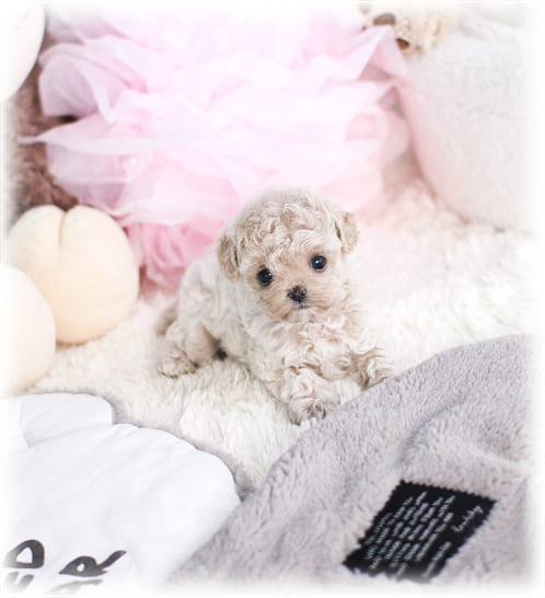 토이 푸들 분양