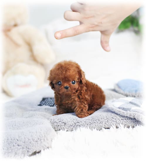 토이 푸들 분양