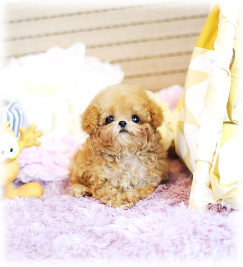 토이 푸들 분양