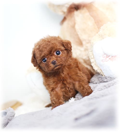 토이 푸들 분양