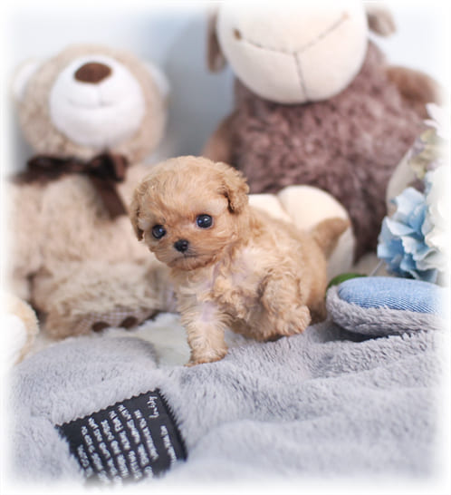 토이 푸들 분양