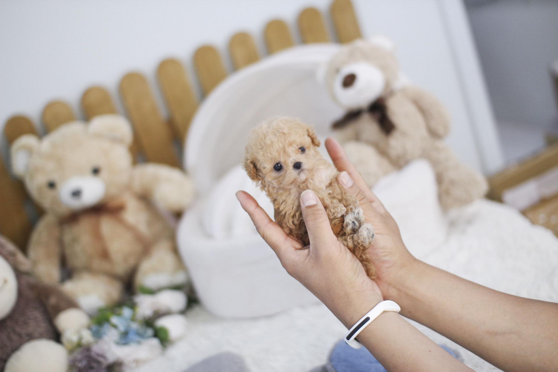 토이 푸들 분양