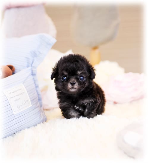 토이 푸들 분양