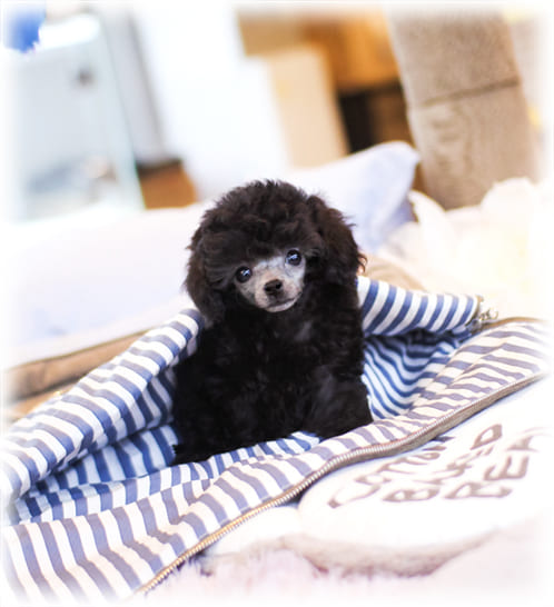 토이 푸들 분양