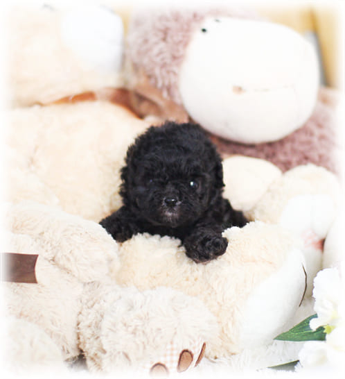 토이 푸들 분양