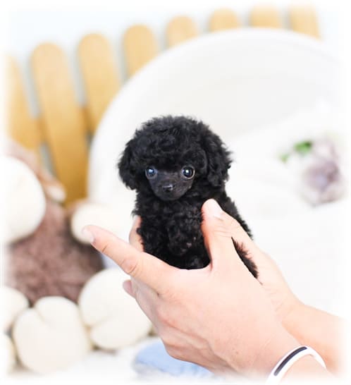 토이 푸들 분양