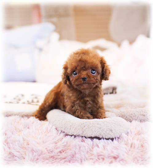 토이 푸들 분양