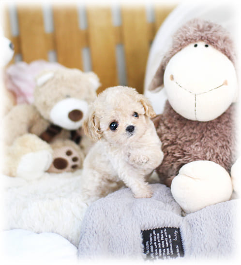 토이 푸들 분양