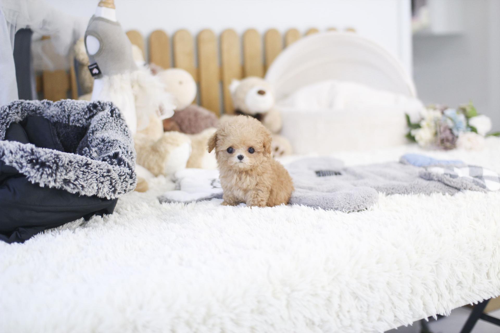 토이 푸들 분양