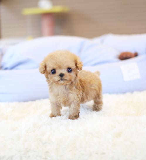 토이 푸들 분양