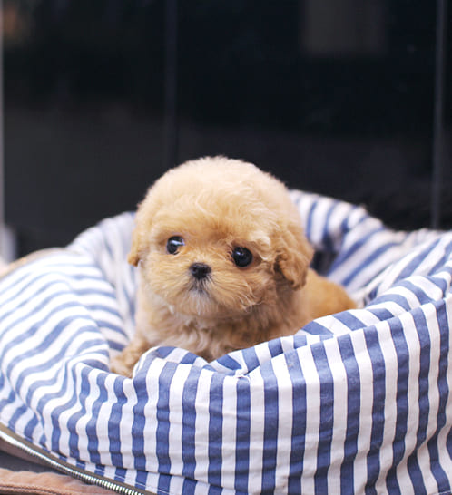 푸들 분양
