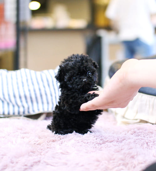 푸들 분양