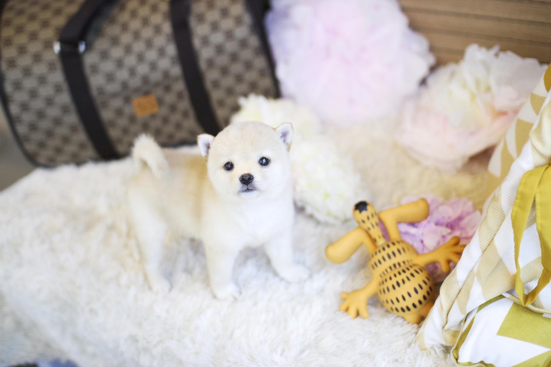 마메시바견 분양