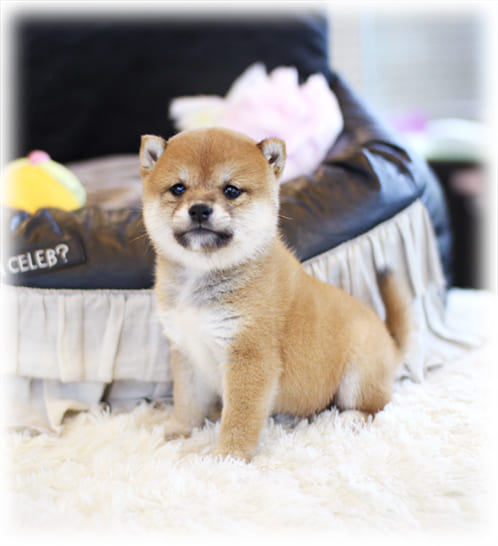 마메시바견 분양