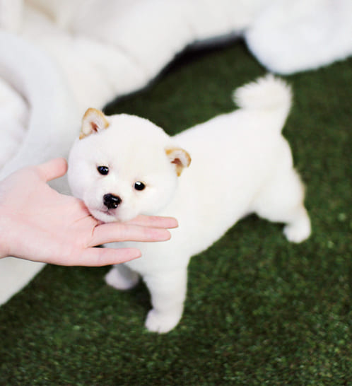 시바견 분양