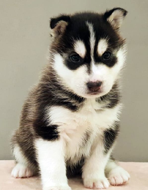 시베리안 허스키 분양