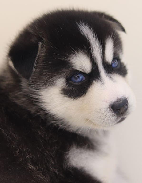 시베리안 허스키 분양