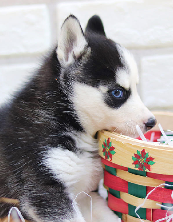 시베리안 허스키 분양