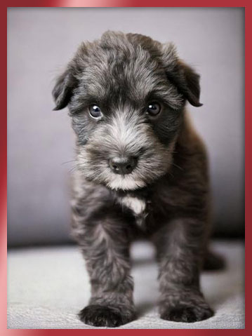 베들링턴테리어 분양