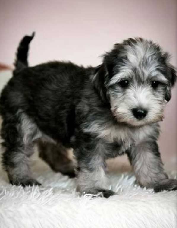 베들링턴테리어 분양