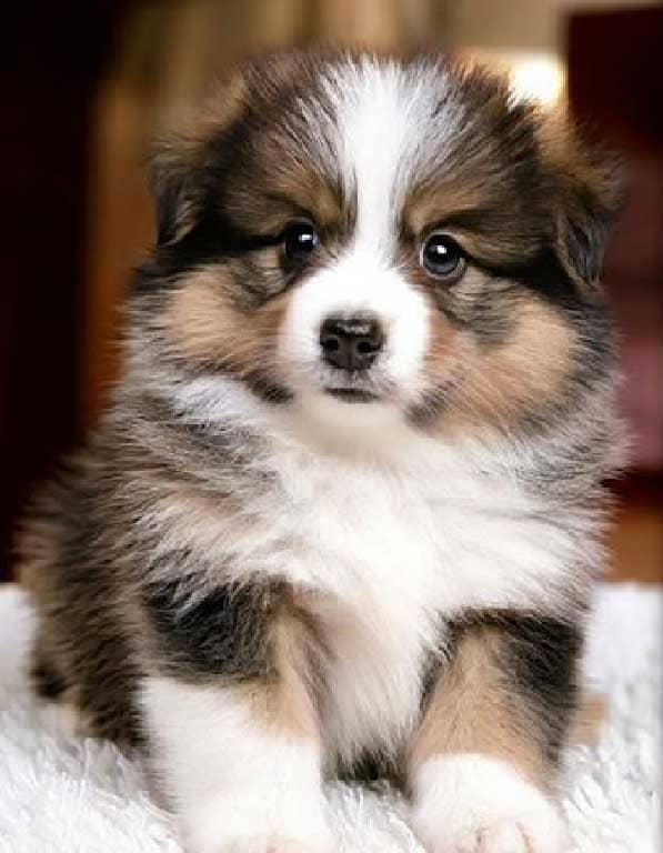 셰틀랜드쉽독 분양