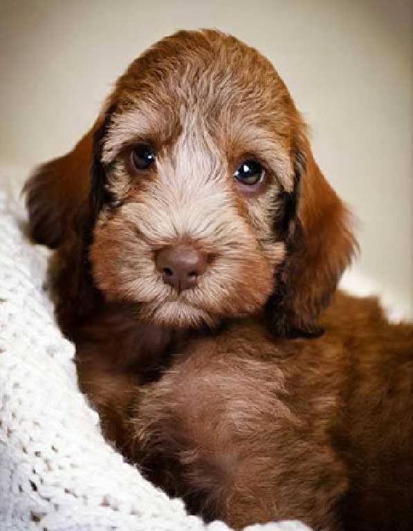 베들링턴테리어 분양