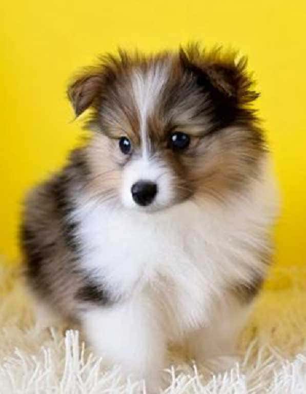 셰틀랜드쉽독 분양