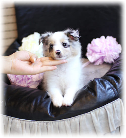 블루독 쉽독 분양