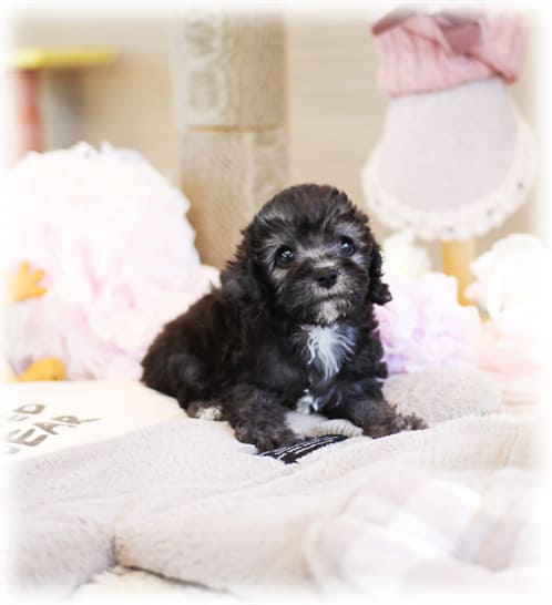 배들링턴 테리어 분양