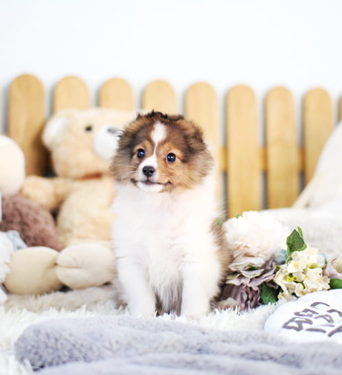 셰틀랜드 쉽독 분양