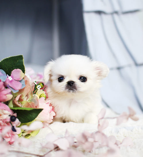 페키니즈 분양