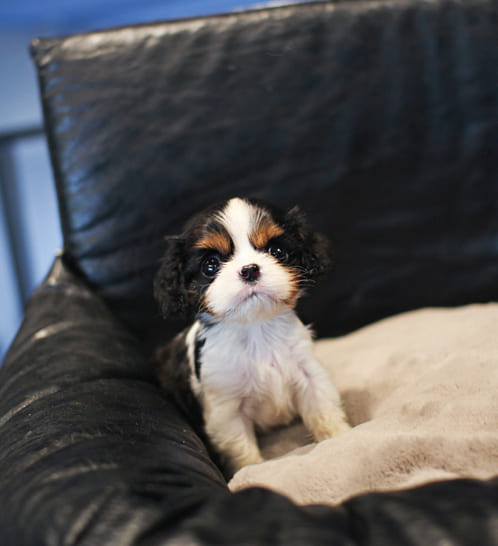 킹찰스스패니얼 분양